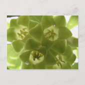 Siegel des Solomons Postkarte (Vorderseite)