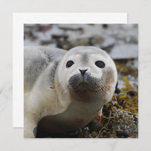 Siegel Einladung (Vorne/Hinten)