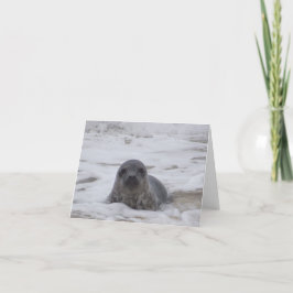 Siegel - Foto-Drucknotecard für Tiere Karte