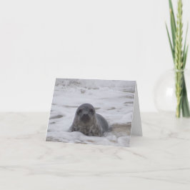 Siegel - Foto-Drucknotecard für Tiere Karte
