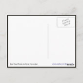 Siegel Head Flüchtige Blick Postkarte (Rückseite)