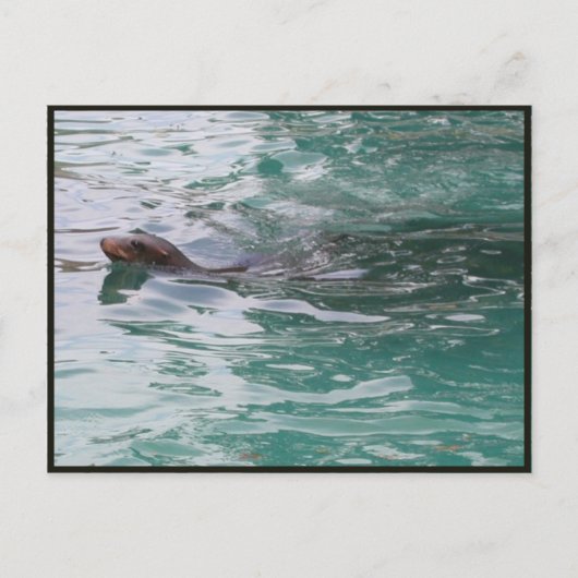 Siegel Head Flüchtige Blick Postkarte (Vorderseite)