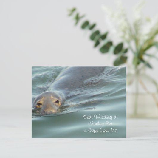 Siegel im Chatham Pier in Cape Cod beobachten Postkarte (Stehend Vorderseite)