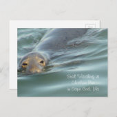 Siegel im Chatham Pier in Cape Cod beobachten Postkarte (Vorne/Hinten)