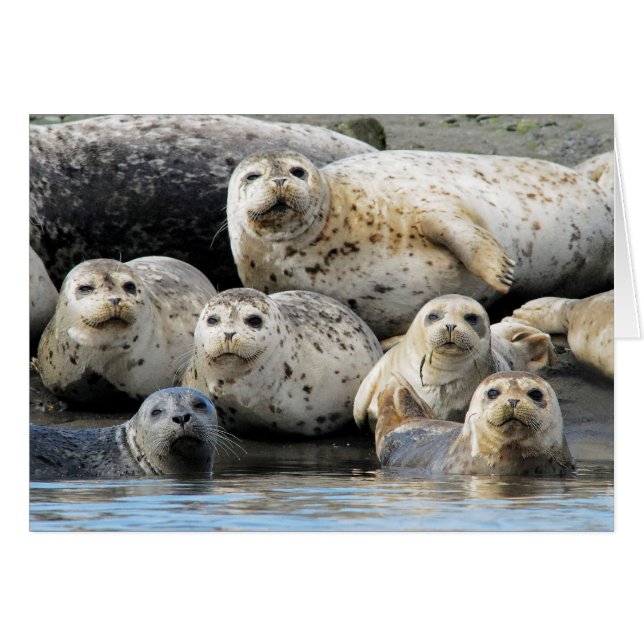 Siegel im Hafen am Sandstrand (Vorderseite (Horizontal))