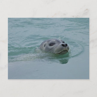 Siegel in Jokulsarlon Gletschersee Postkarte