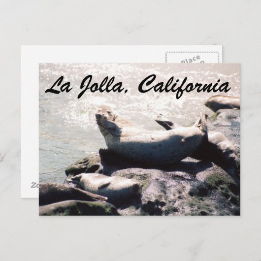 Siegel in La Jolla Foto Postcard Postkarte (Vorne/Hinten)