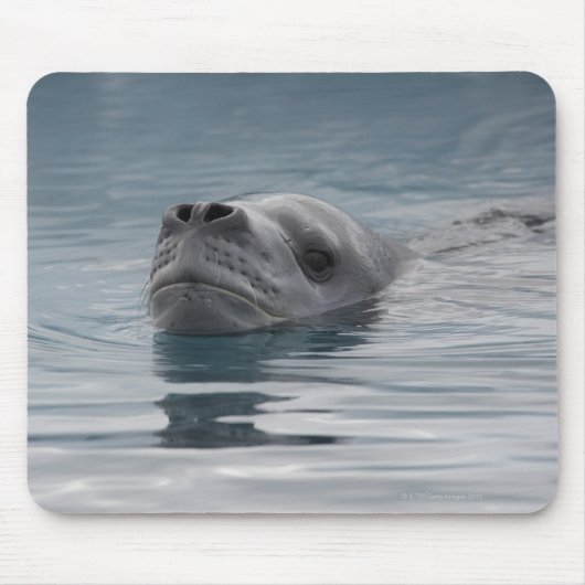 Siegel Leopard, der schwimmt Mousepad (Vorne)