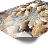 Siegel mit 6 x 4 Fotos Fotodruck (Ecke)