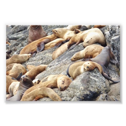 Siegel mit 6 x 4 Fotos Fotodruck (Vorne)