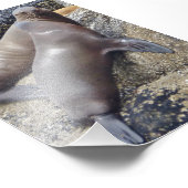 Siegel mit 6 x 4 Fotos Fotodruck (Ecke)