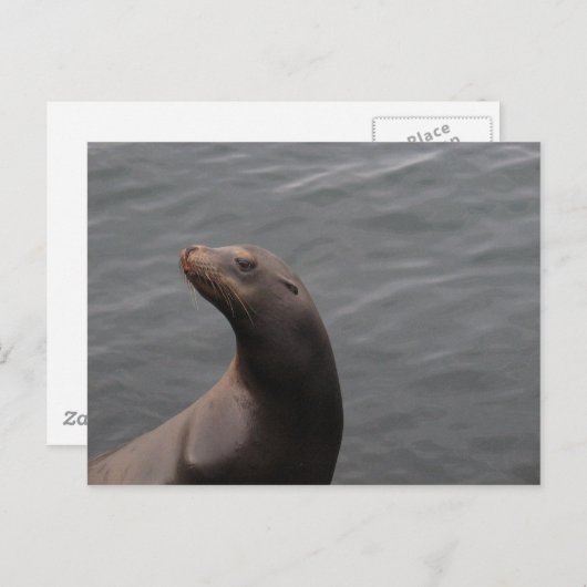 Siegel - Montery Bay CA Postkarte (Vorne/Hinten)