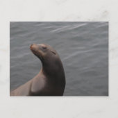 Siegel - Montery Bay CA Postkarte (Vorderseite)