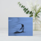 Siegel nachts postkarte (Stehend Vorderseite)