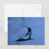Siegel nachts postkarte (Vorne/Hinten)