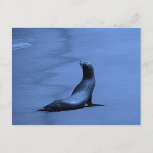 Siegel nachts postkarte