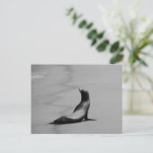 Siegel nachts postkarte (Stehend Vorderseite)