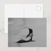 Siegel nachts postkarte (Vorne/Hinten)