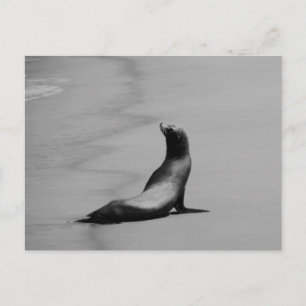 Siegel nachts postkarte