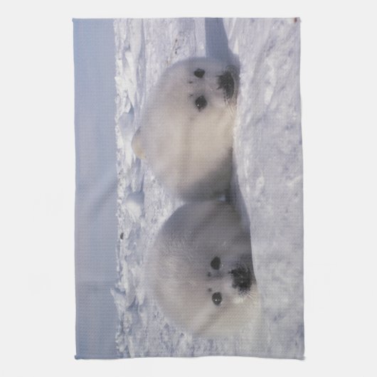 Siegel (Phoca groenlandica) Siegel-Jungtiere Küchentuch (Vertikal)