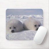Siegel (Phoca groenlandica) Siegel-Jungtiere Mousepad (Mit Mouse)