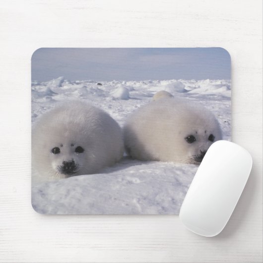 Siegel (Phoca groenlandica) Siegel-Jungtiere Mousepad (Mit Mouse)