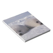 Siegel (Phoca groenlandica) Siegel-Jungtiere Notizblock (angewinkelt)