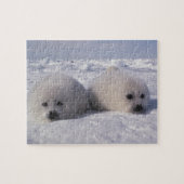 Siegel (Phoca groenlandica) Siegel-Jungtiere Puzzle (Horizontal)