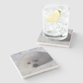 Siegel (Phoca groenlandica) Siegel-Jungtiere Steinuntersetzer (Seitenansicht)