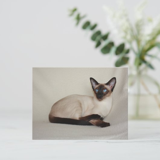 Siegel Point Siamese Cat Jazell Postcard Postkarte (Stehend Vorderseite)