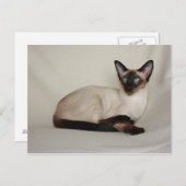 Siegel Point Siamese Cat Jazell Postcard Postkarte (Vorne/Hinten)