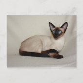 Siegel Point Siamese Cat Jazell Postcard Postkarte (Vorderseite)