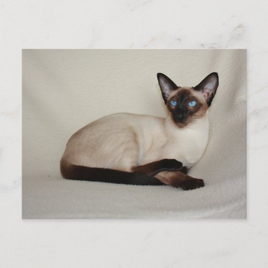 Siegel Point Siamese Cat Jazell Postcard Postkarte (Vorderseite)