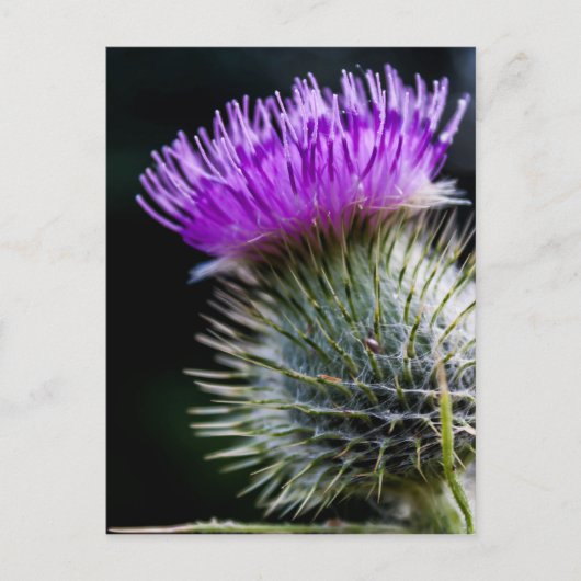 Siegel Postkarte (Vorderseite)