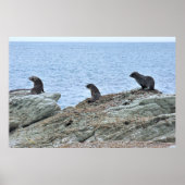 Siegel Pup Trio Poster (Vorne)