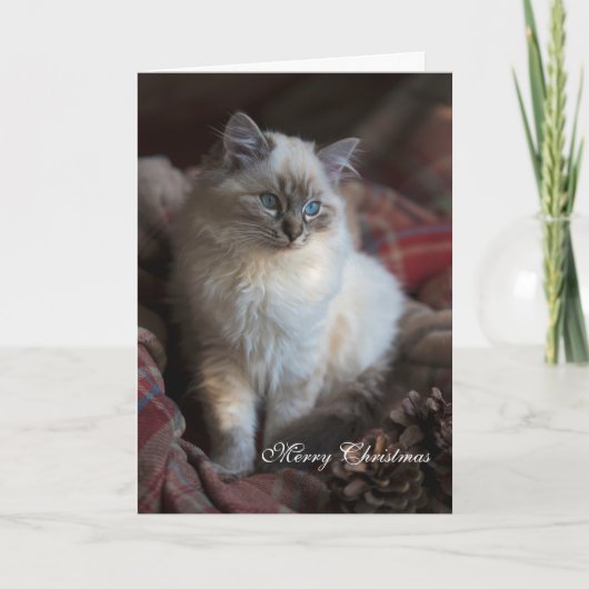 Siegel Tabby Ragdoll Feiertagskarte (Vorderseite)