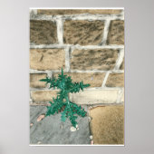 Siegel und Chips Poster (Vorne)