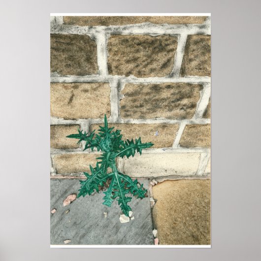 Siegel und Chips Poster (Vorne)