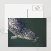Siegel unter dem Wasser 2 Postkarte (Vorne/Hinten)