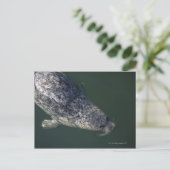Siegel unter dem Wasser 2 Postkarte (Stehend Vorderseite)