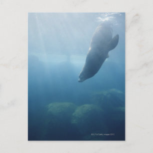 Siegel unter Wasser Postkarte