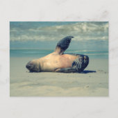 Siegel Wave Postkarte (Vorderseite)