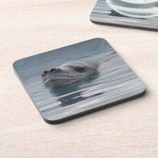 Siegelleopard, der schwimmt getränkeuntersetzer (Linke Seite)