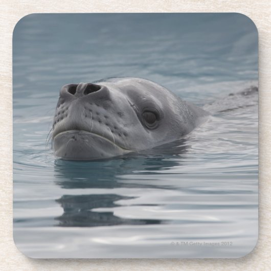 Siegelleopard, der schwimmt getränkeuntersetzer (Vorderseite)