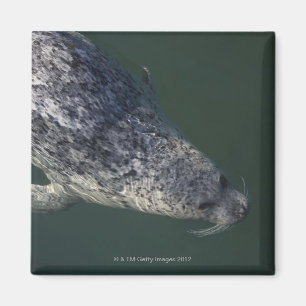 Siegelschwimmen unter dem Wasser 2 Magnet