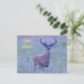 Siehe Ohio ! (Whitetail Buck) Postkarte (Stehend Vorderseite)