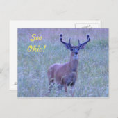 Siehe Ohio ! (Whitetail Buck) Postkarte (Vorne/Hinten)