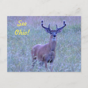 Siehe Ohio ! (Whitetail Buck) Postkarte