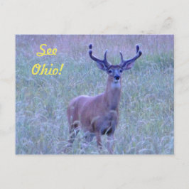 Siehe Ohio ! (Whitetail Buck) Postkarte