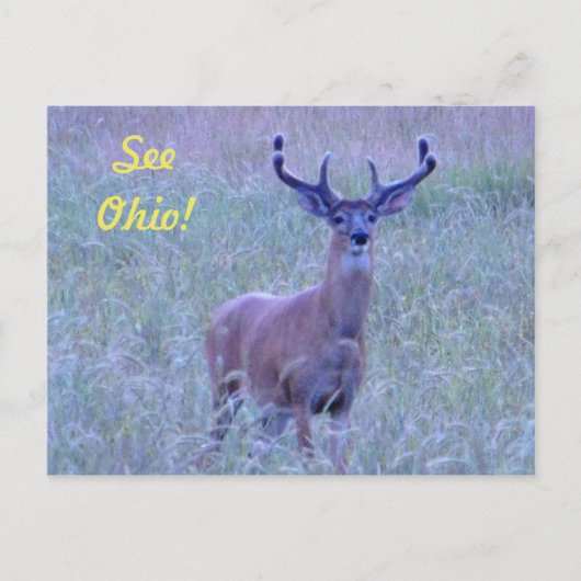 Siehe Ohio ! (Whitetail Buck) Postkarte (Vorderseite)